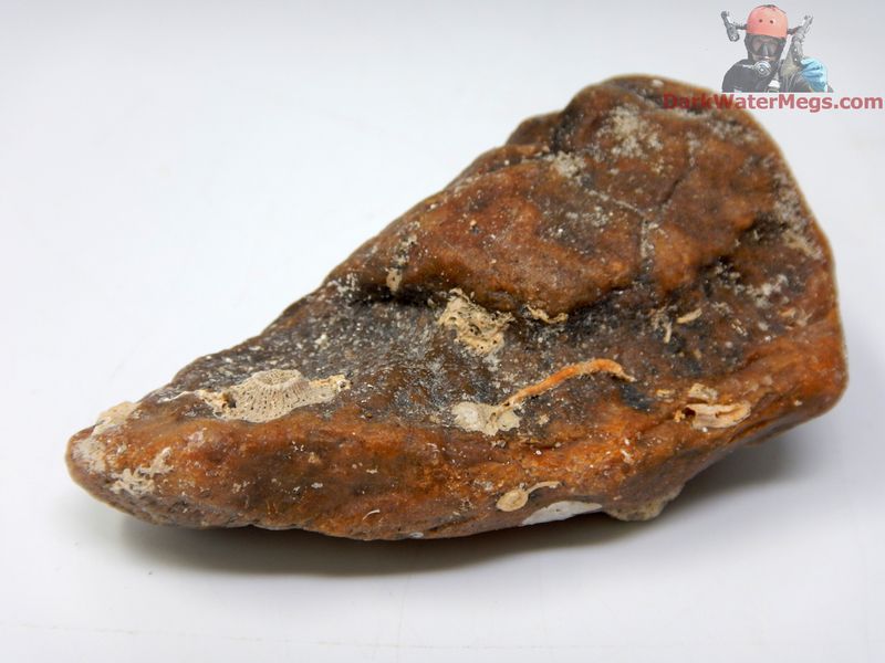 3.17" fossil whale inner ear bone