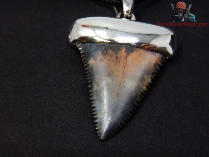 1.53" fossil great white necklace with 925 sterling cap