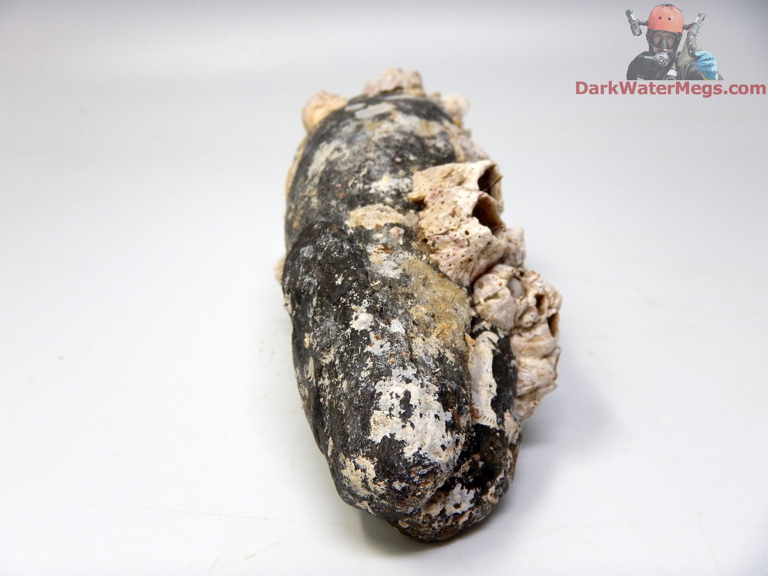 5.57" super uncleaned fossil whale tooth
