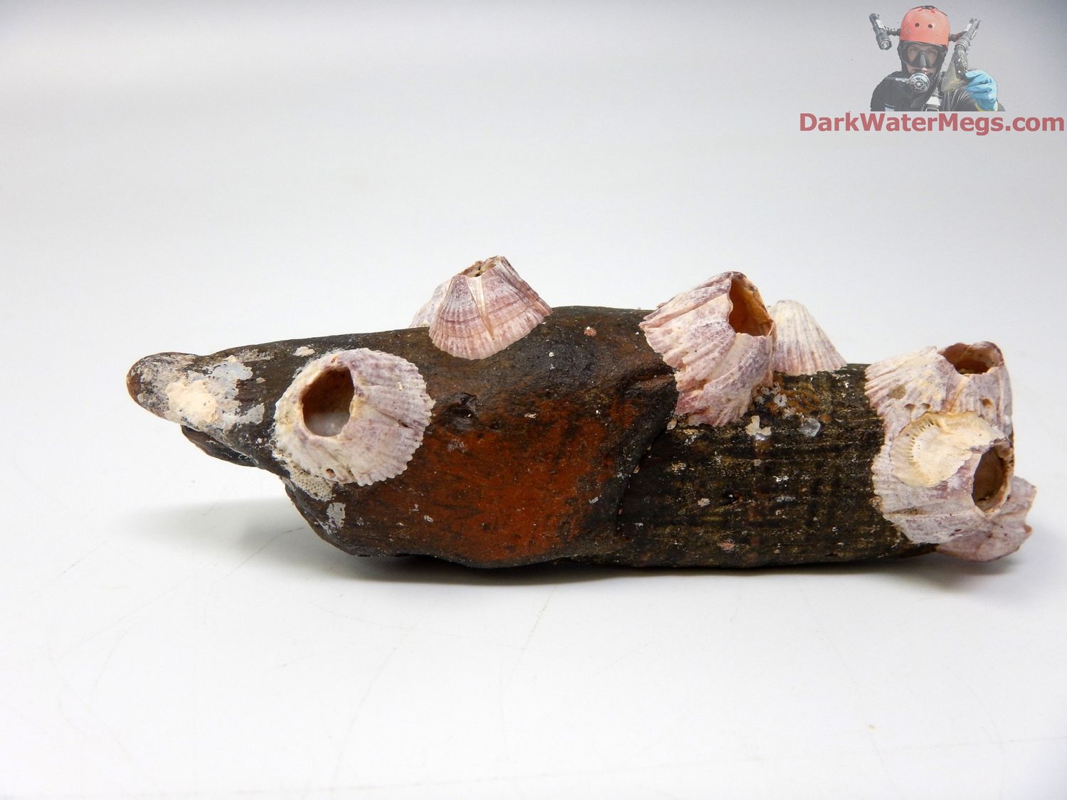 3.75" uncleaned fossil whale tooth