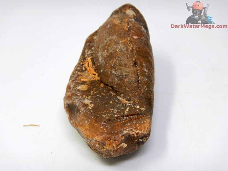 3.74" fossil whale inner ear bone