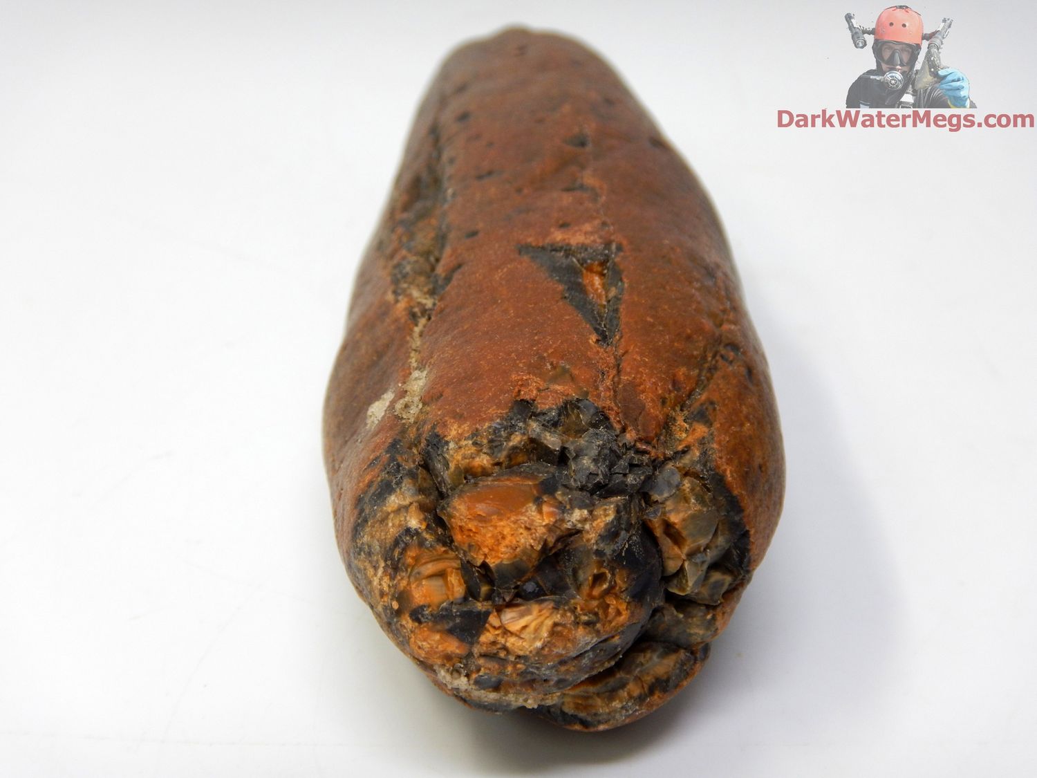 5.64" orange fossil whale tooth