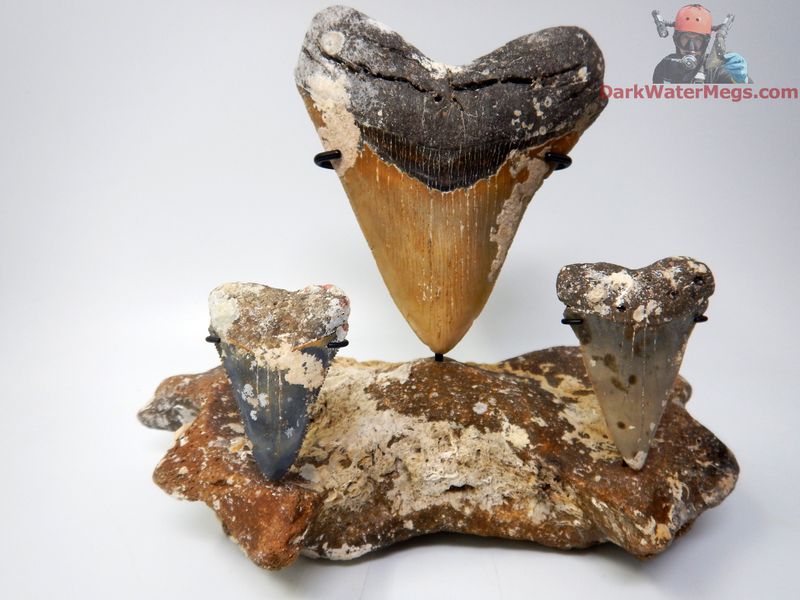 2.56" Mako 5.52" Megalodon 2.36" Great White Ancient Predator Trio on Whale Vertebra Stand