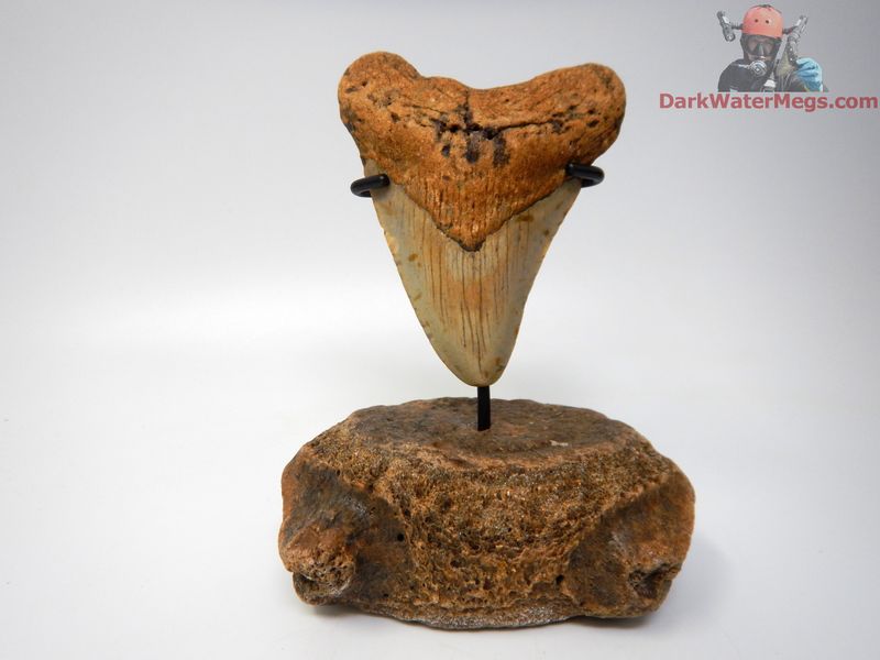 3.67" stunning orange megalodon with fossil bone stand