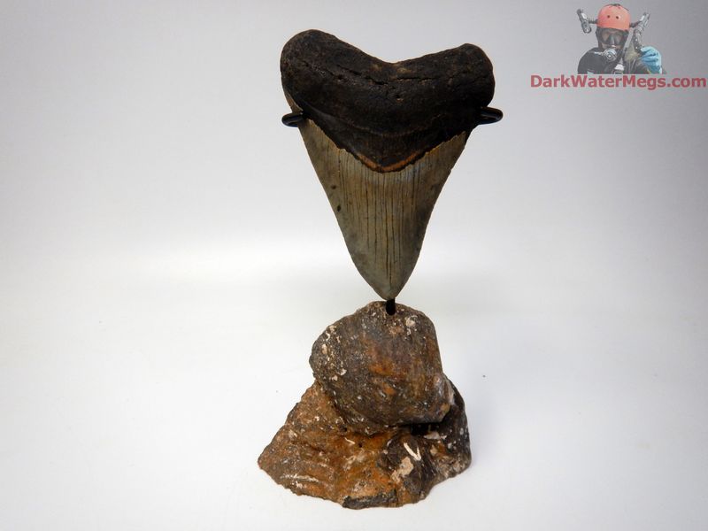 4.42" large megalodon with fossil whale skull piece stand