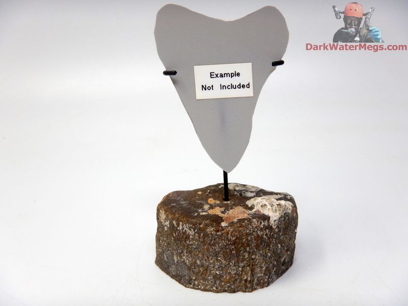 S / XS  Specialty Fossil Bone stand with metal upright -D1