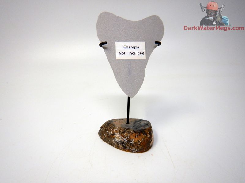 S / XS  Specialty Fossil Bone stand with metal upright -D3