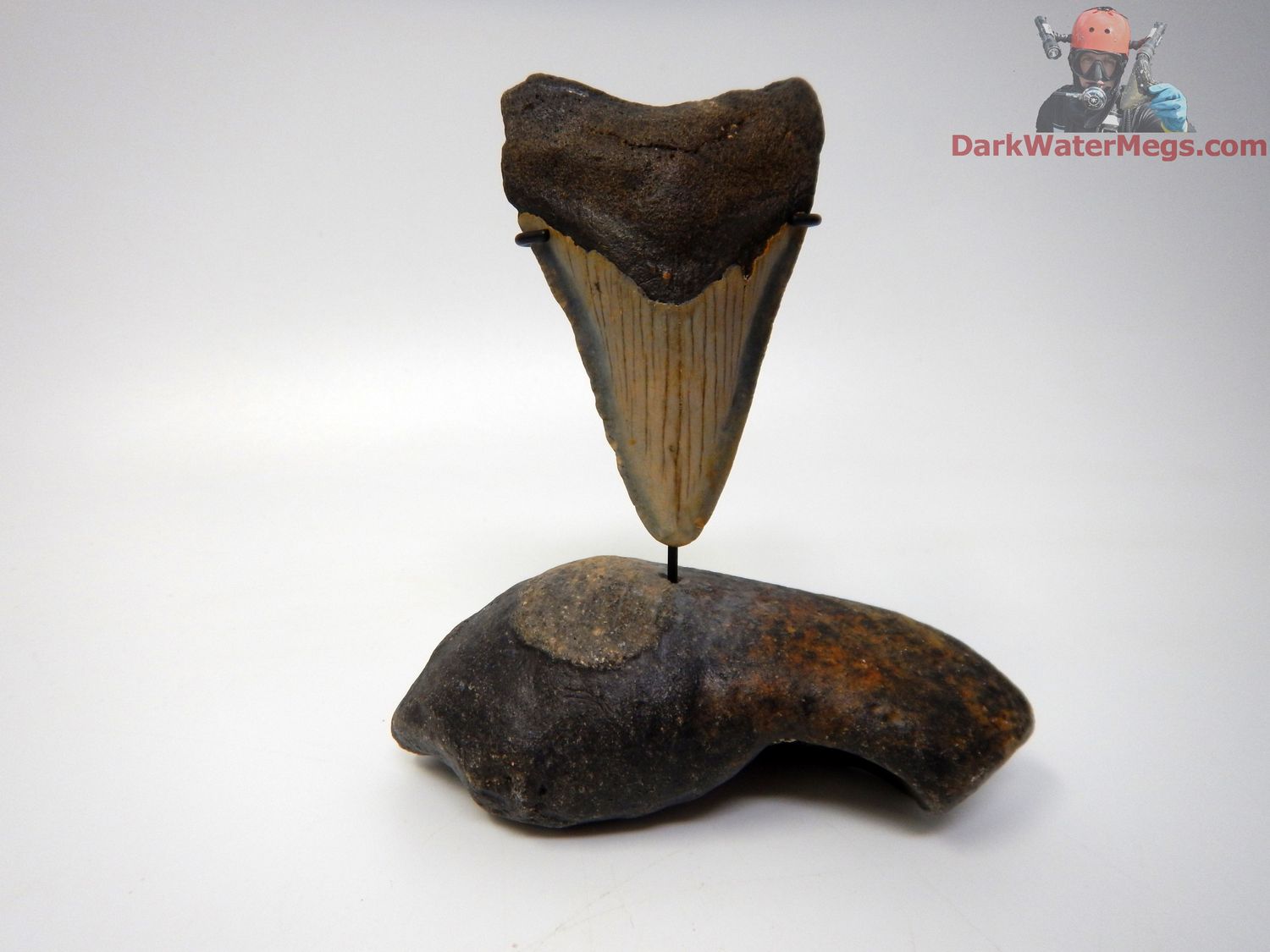 2.76" narrow megalodon with fossil ear bone stand