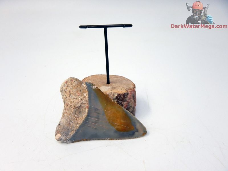 2.07" large fossil great white with fossil dugong rib stand