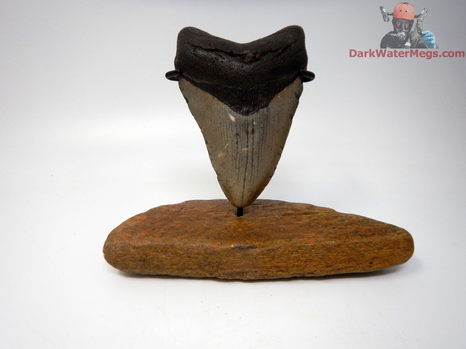 4.37" large megalodon with fossil bone stand