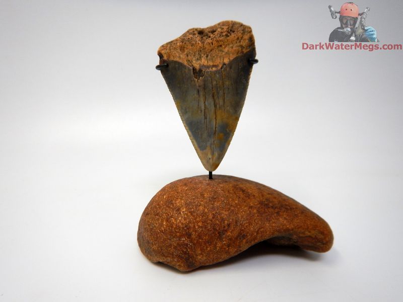 2.49" large fossil great white with fossil whale ear bone stand