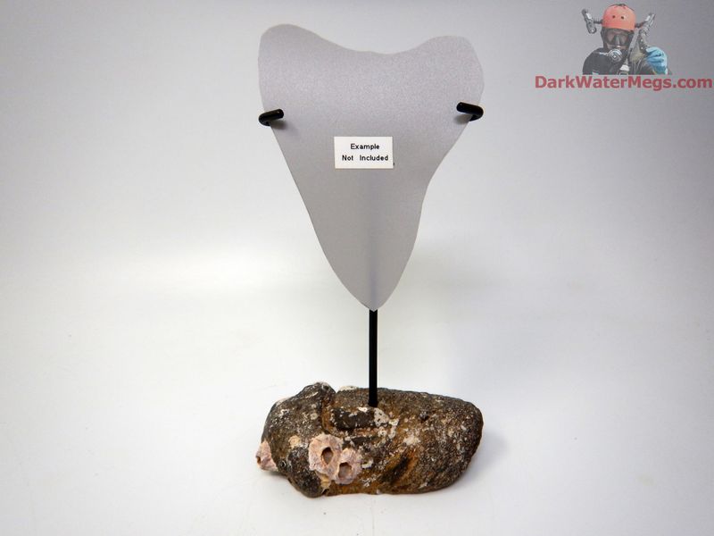 XL / L / M  Specialty Fossil Bone stand with metal upright -D6