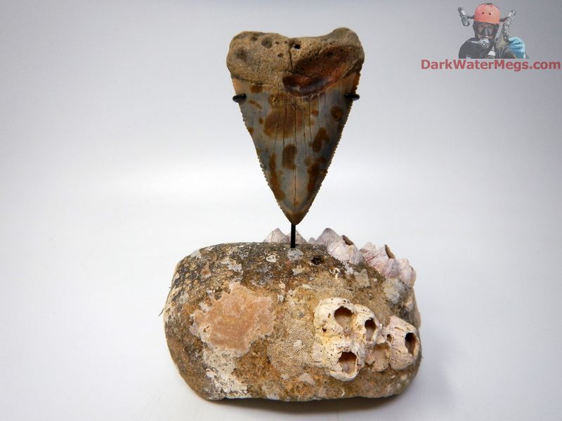 2.74" giant fossil great white with fossil ear bone stand