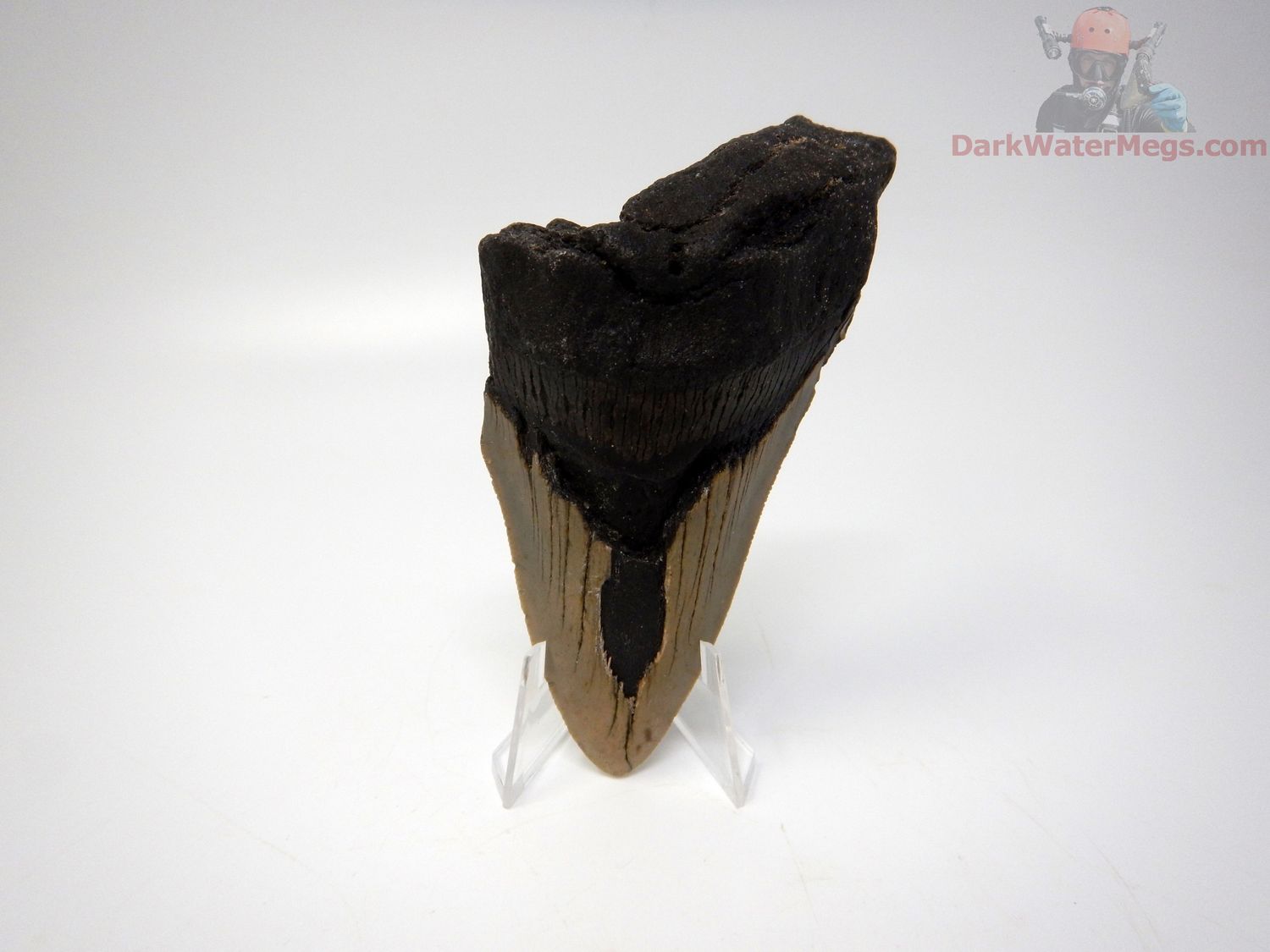 4.31 big megalodon tooth on clear stand