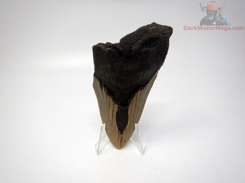 4.31 big megalodon tooth on clear stand