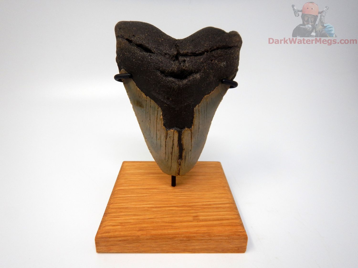 4.42" large megalodon with stand