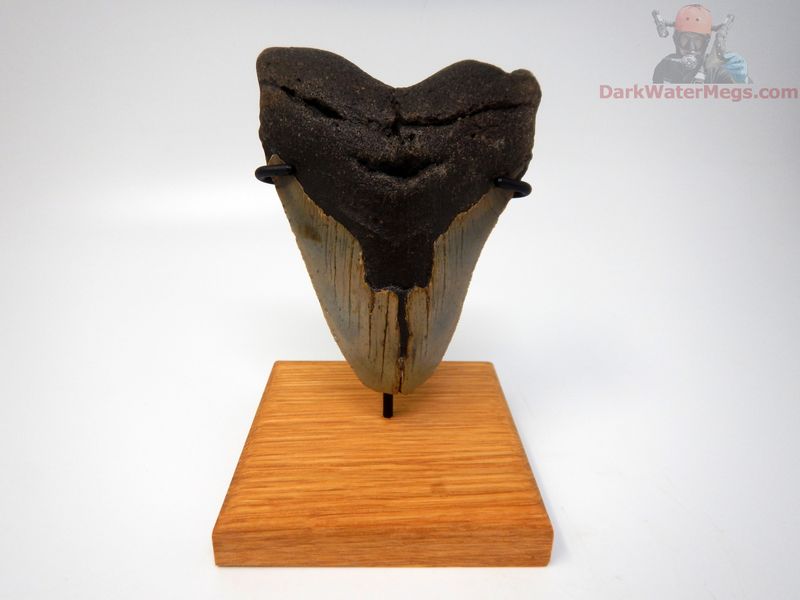 4.42" large megalodon with stand