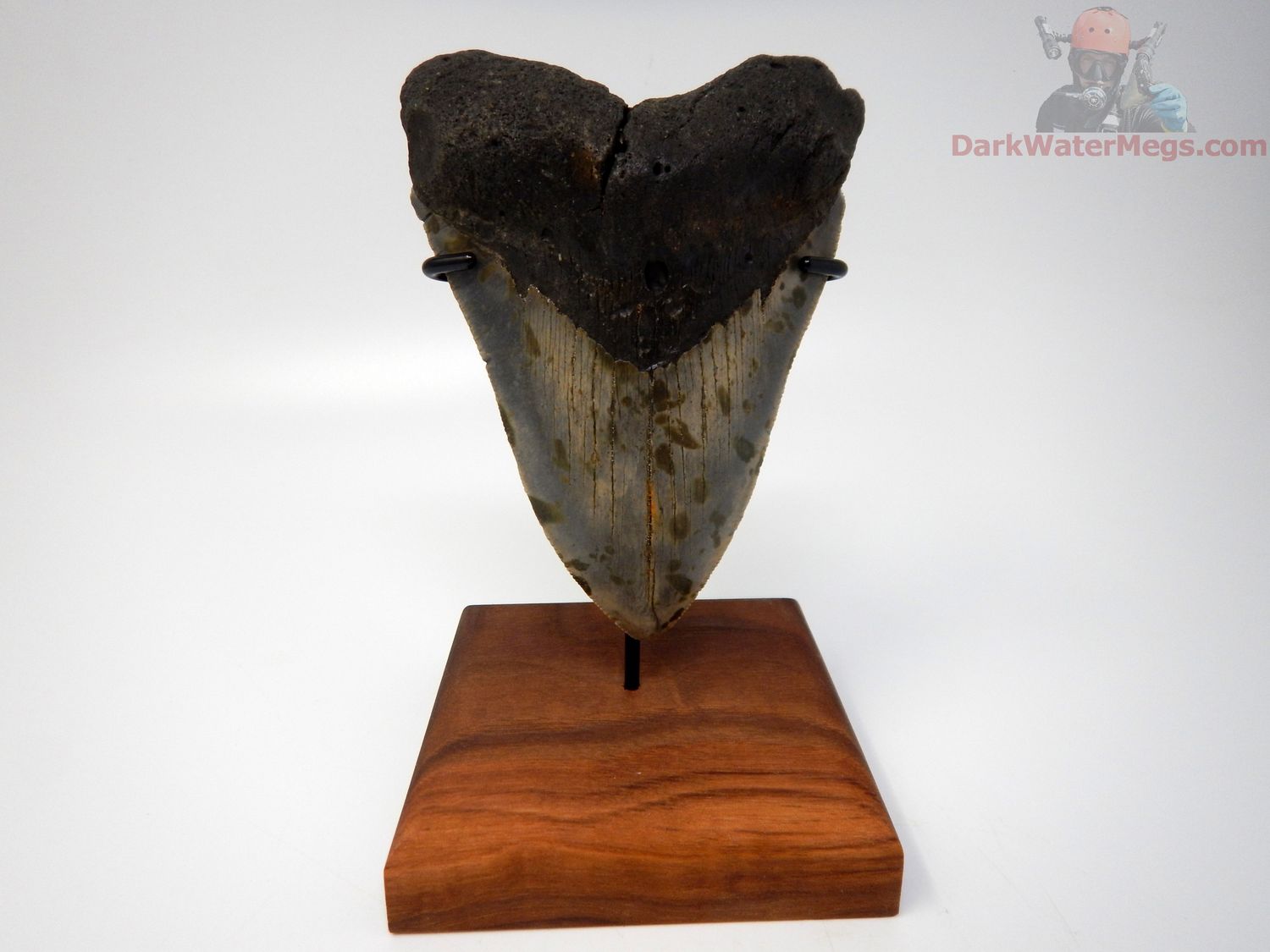 4.78"  megalodon with stand