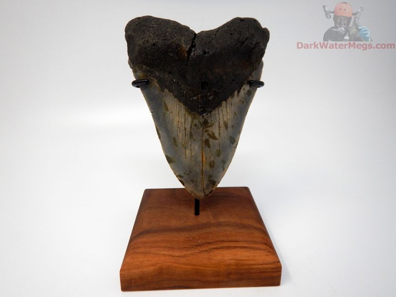 4.78"  megalodon with stand