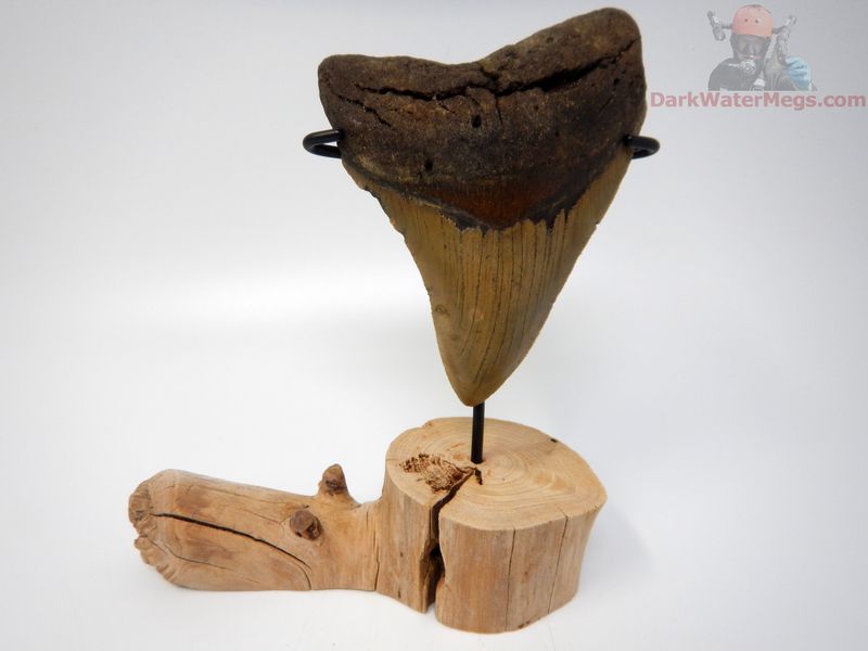 4.69" large megalodon with driftwood stand