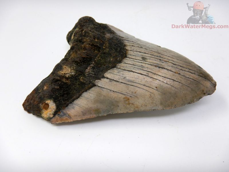 4.99"  huge matrix megalodon tooth