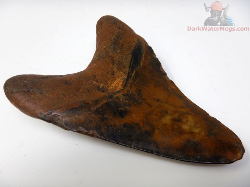 4.14"  insanely colored megalodon