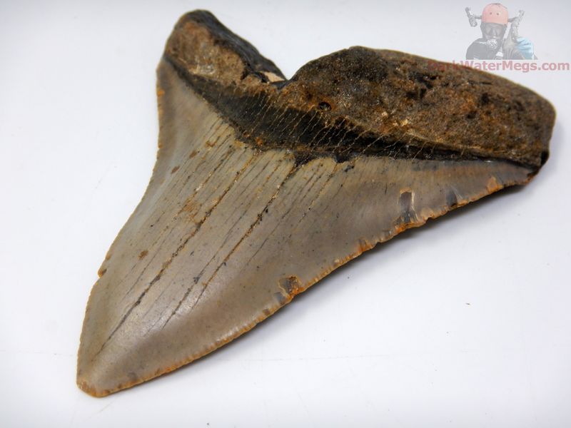 4.46" large megalodon