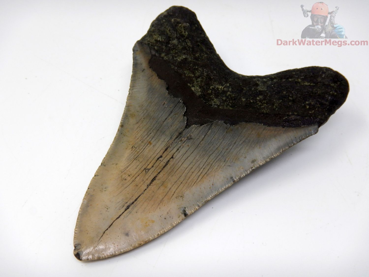 4.85" large megalodon