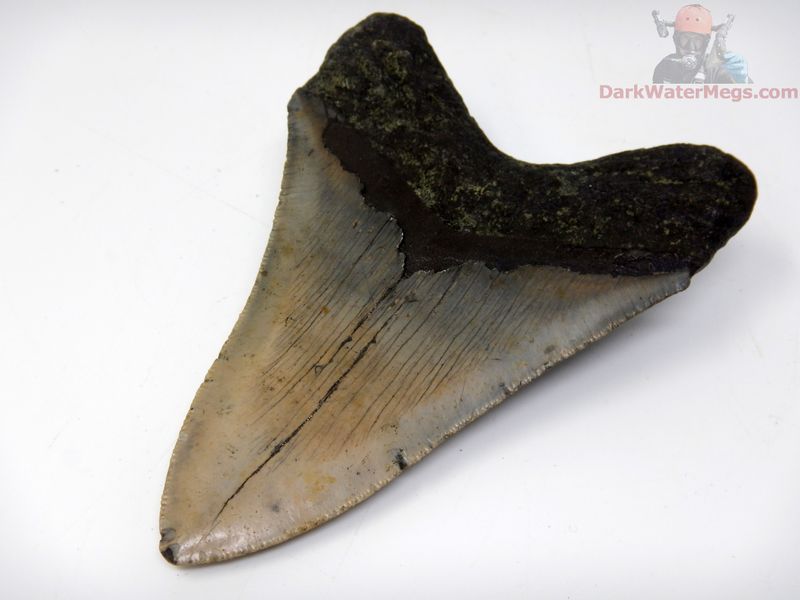 4.85" large megalodon