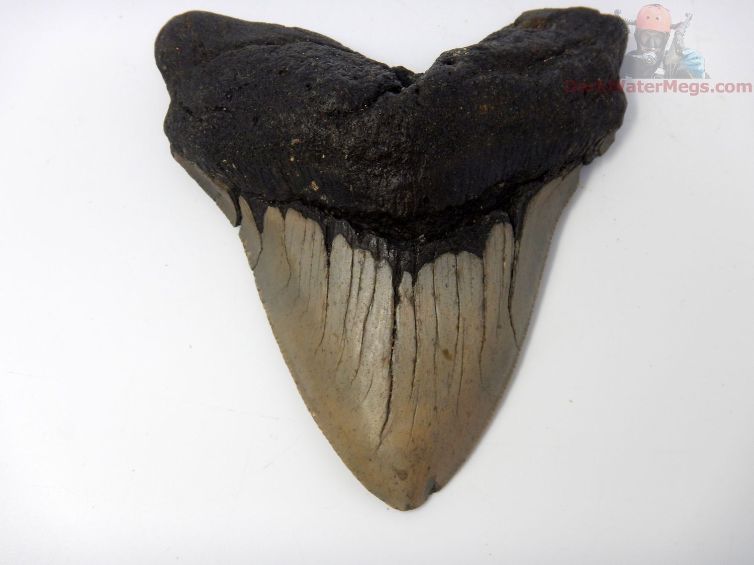 4.77" large squished root megalodon