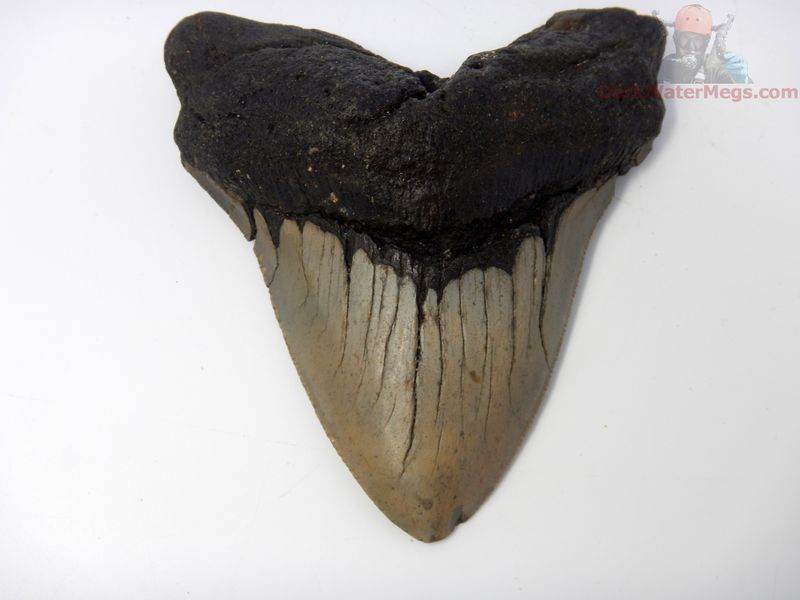 4.77" large squished root megalodon