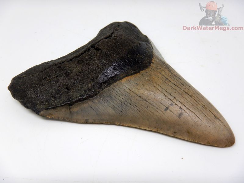 4.37" large  megalodon