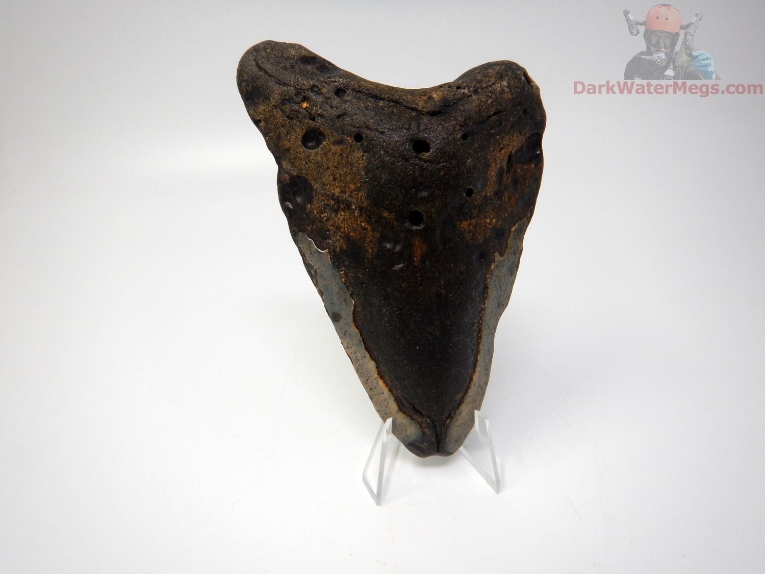 4.96 megalodon tooth on clear stand