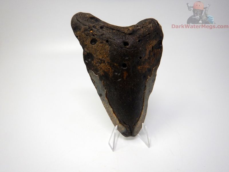 4.96 megalodon tooth on clear stand