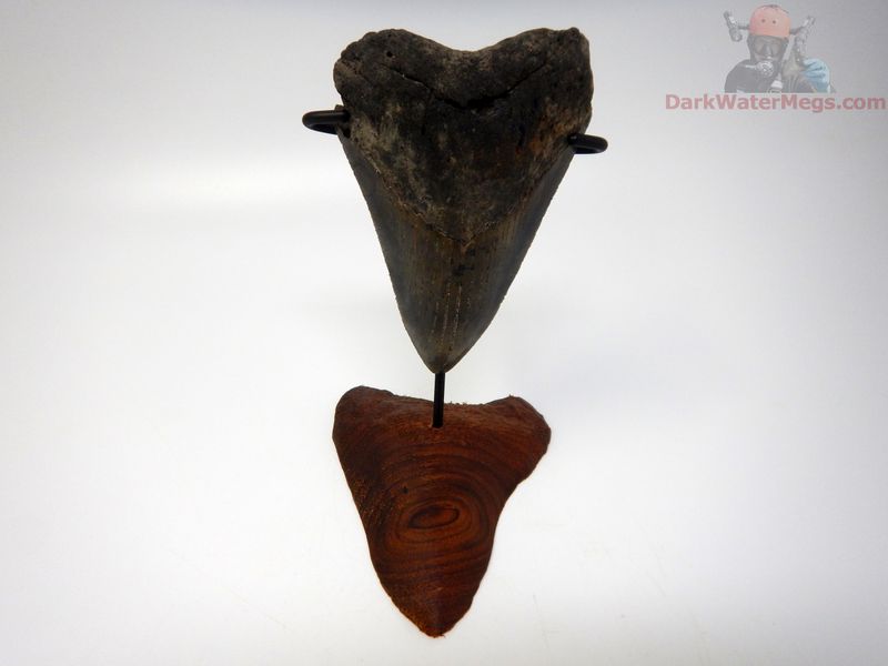 4.00"  megalodon with carved stand