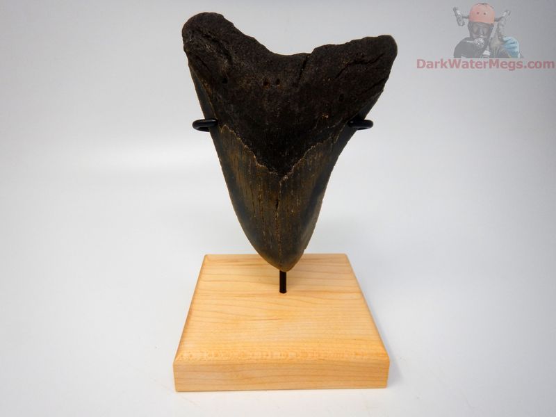 4.83" large megalodon with stand