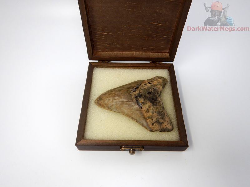 4.32" megalodon in display box