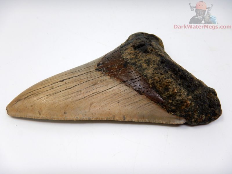 4.07"  beautifully colored megalodon