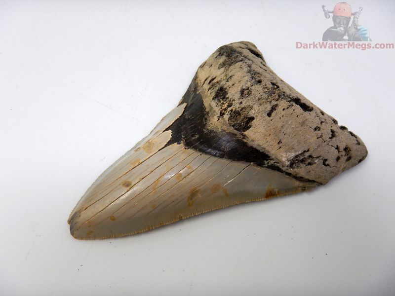 4.47"  sharp lower megalodon