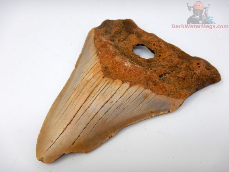 4.20"  natural hole megalodon
