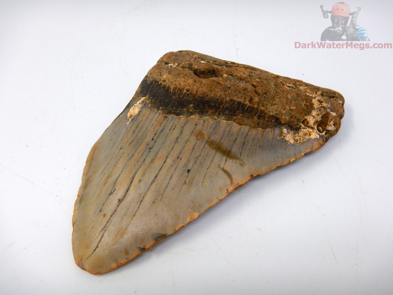 4.45" large megalodon