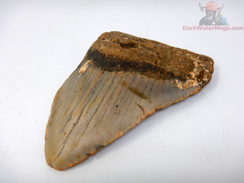 4.45" large megalodon