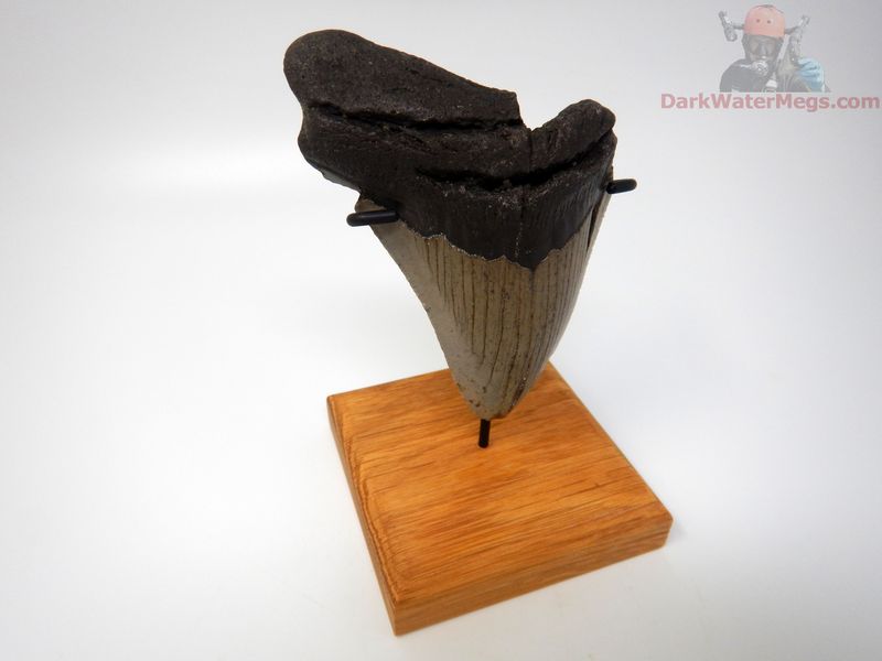 4.63" large megalodon with stand
