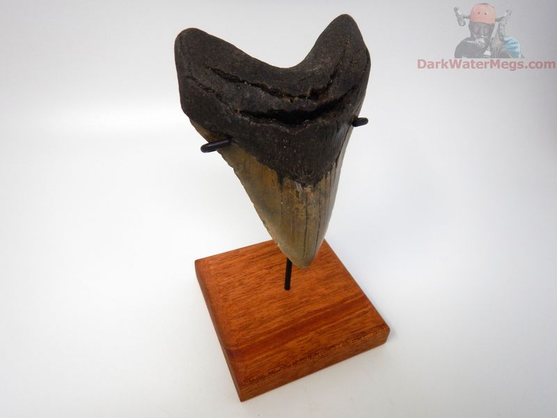 4.90" gorgeous megalodon with stand