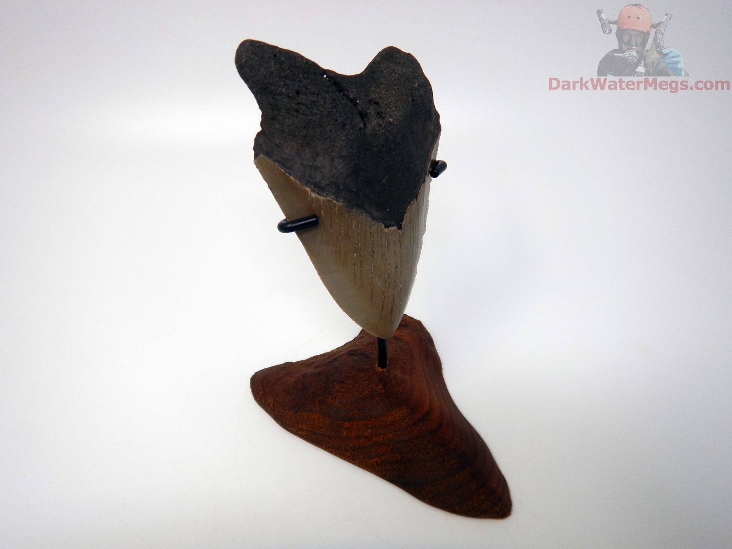 4.18"  megalodon with carved stand