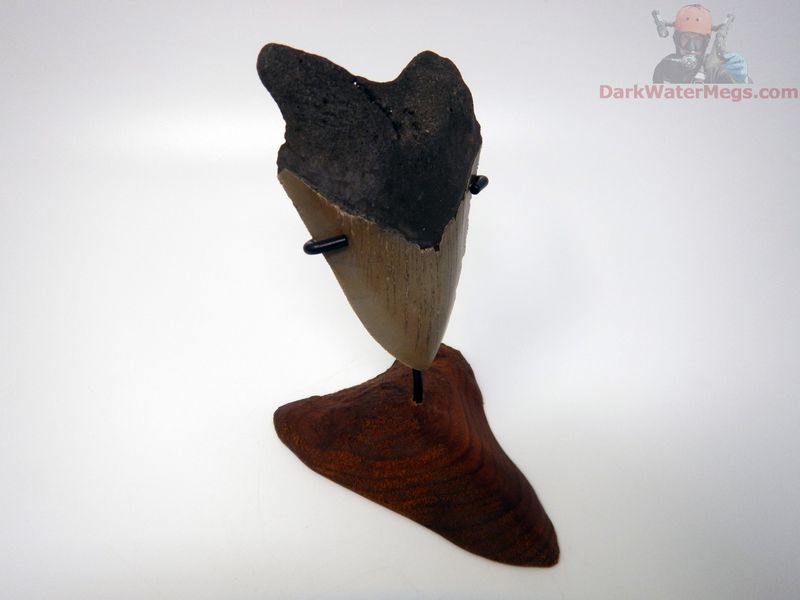 4.18"  megalodon with carved stand