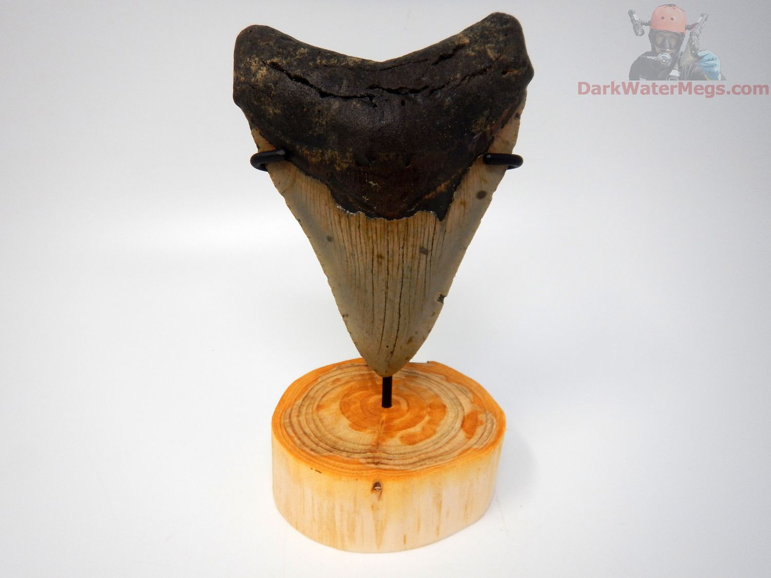 4.55" large megalodon with stand
