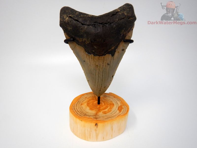4.55" large megalodon with stand