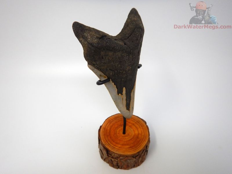 4.78" large megalodon with stand