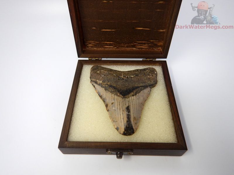 4.37" megalodon in display box